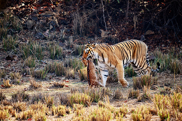 Tiger with prey in mouth