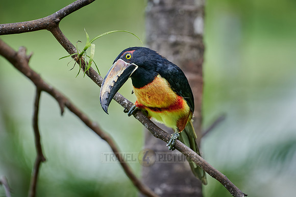 collared aracari (Pteroglossus torquatus)