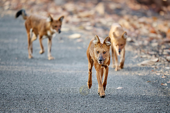 pack of dhole (Cuon alpinus) or indian wild dog