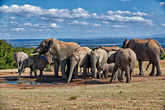 herd of African bush elephant