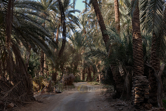 palms in Oasis Bahariya