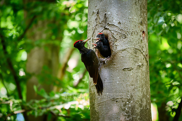 black woodpecker feeds two fledglings at tree hollow