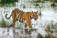 tigers and water, Tadoba-Andhari Tiger Reserve, 02-2025