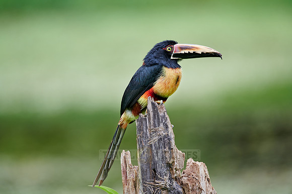 collared aracari (Pteroglossus torquatus)