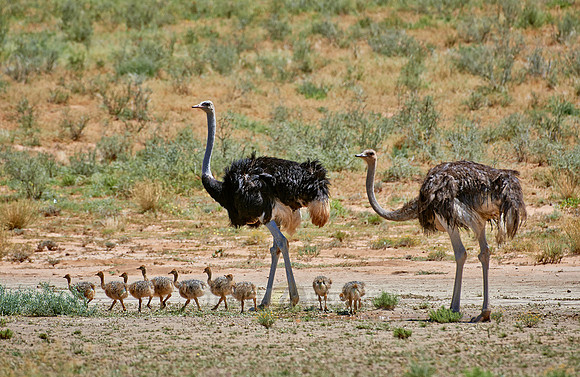 Afrikanischer Strauß mit Kueken, Struthio camelus  |ostrich with chicks, Struthio camelus|