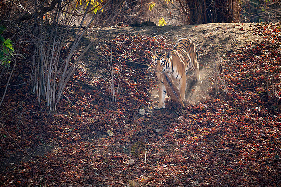 Tiger with prey in mouth