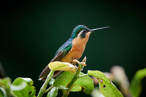 female white-throated mountaingem or white-throated mountain-gem (Lampornis castaneoventris)
