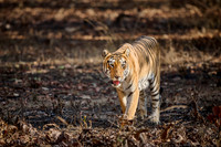 Bengal tiger (Panthera tigris tigris)
