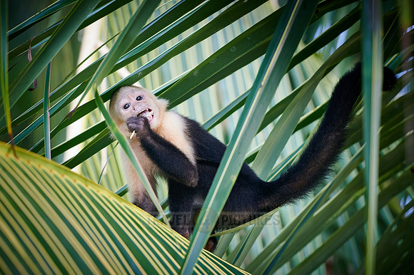 Panamanian white-faced capuchin (Cebus imitator)|