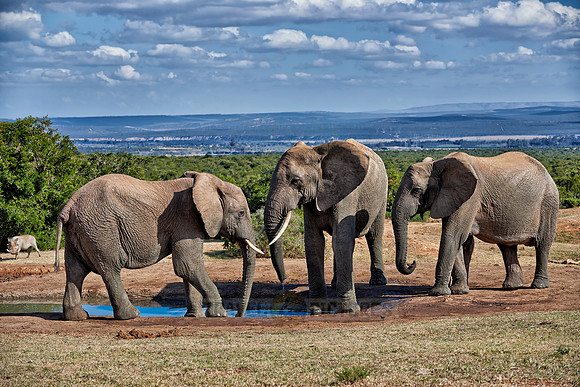 herd of African bush elephant