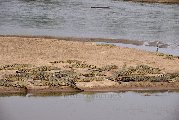 Large group of Nile crocodiles (Crocodylus niloticus) on a sandbank of the Luangwa River