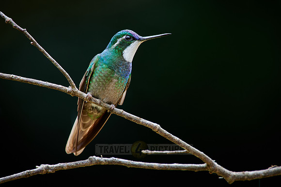 male white-throated mountaingem or white-throated mountain-gem (Lampornis castaneoventris)
