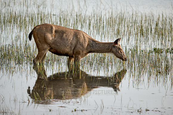 Sambar (Rusa unicolor)