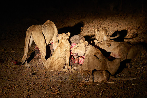 night shot pride of lioness (Panthera leo) at buffalo kill