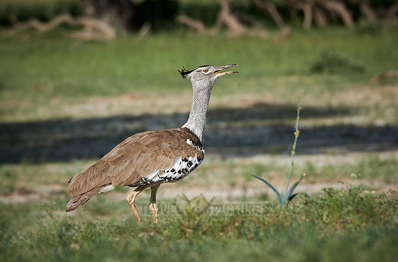Kori Bustard, Ardeotis kori