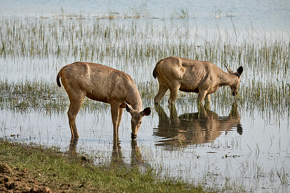 Sambar (Rusa unicolor)