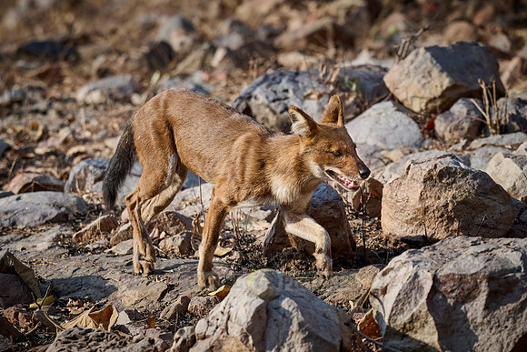 dhole (Cuon alpinus) or indian wild dog