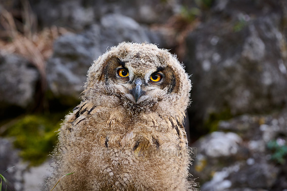 Eurasian eagle-owl (Bubo bubo), fledling on a rock