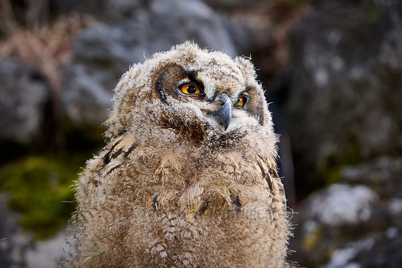 Eurasian eagle-owl (Bubo bubo), fledling on a rock