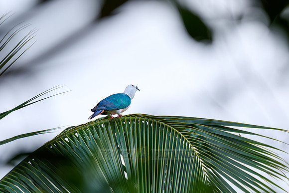 spice imperial pigeon (Ducula myristicivora)
