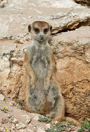 meerkat or suricate, Suricata suricatta
