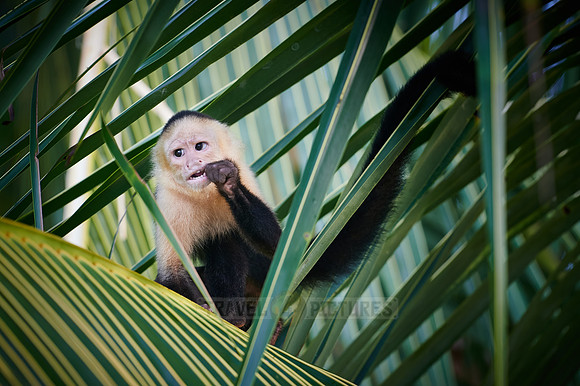 Panamanian white-faced capuchin (Cebus imitator)|
