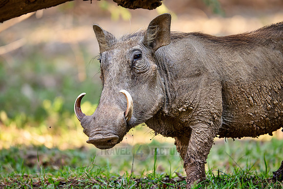common warthog (Phacochoerus africanus)