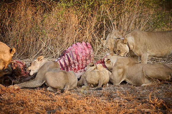 pride of lioness (Panthera leo) at buffalo kill
