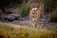 Bengal tiger (Panthera tigris tigris)