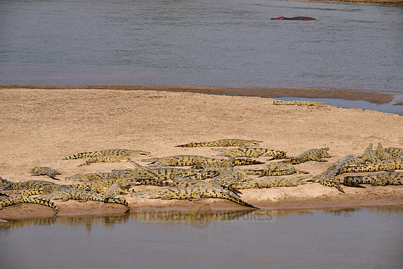 Large group of Nile crocodiles (Crocodylus niloticus) on a sandbank of the Luangwa River