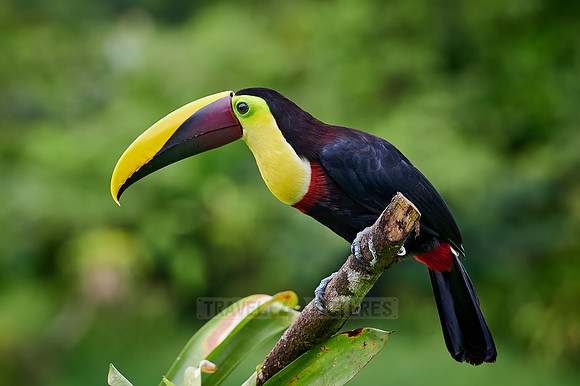 chestnut-mandibled toucan or Swainson's toucan