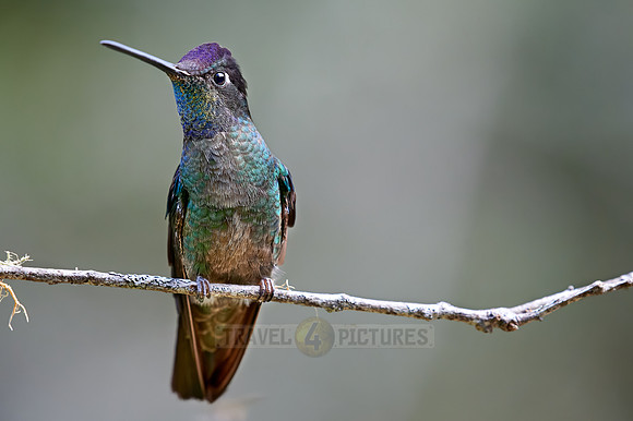 Talamanca hummingbird or Magnificent hummingbird (Eugenes spectabilis)
