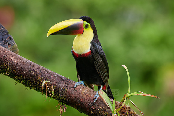 chestnut-mandibled toucan or Swainson's toucan