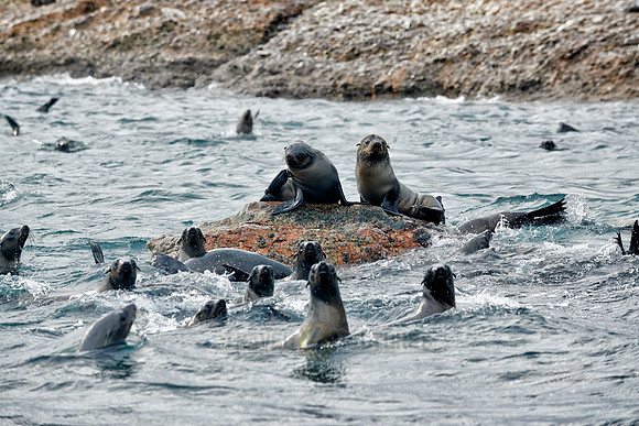 Colony of brown fur seal