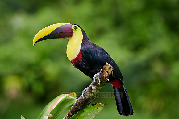 chestnut-mandibled toucan or Swainson's toucan