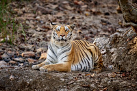 more tiger in Pench Tiger Reserve, 02-2025