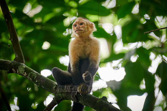 Panamanian white-faced capuchin (Cebus imitator)|