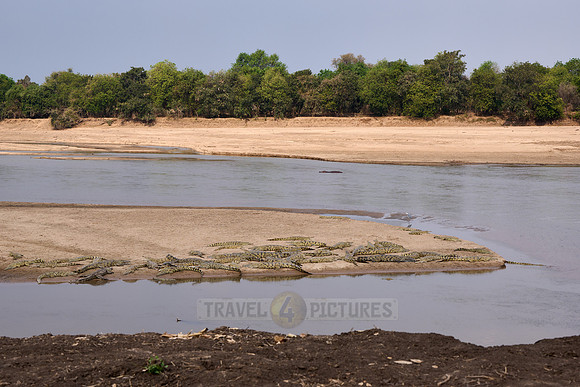 Large group of Nile crocodiles (Crocodylus niloticus) on a sandbank of the Luangwa River