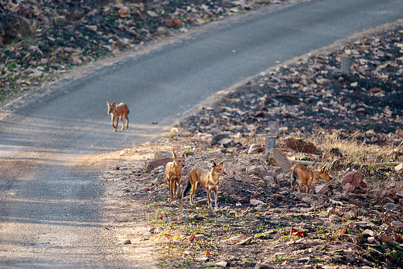 pack of dhole (Cuon alpinus) or indian wild dog