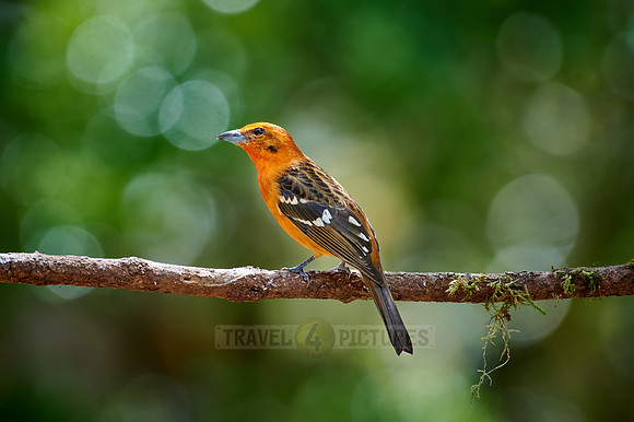 male Flame-colored Tanager (Piranga bidentata)
