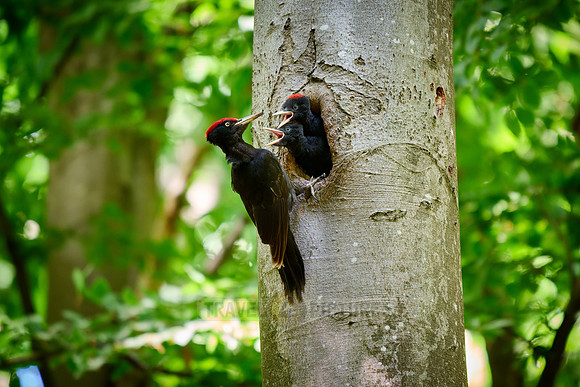black woodpecker feeds two fledglings at tree hollow