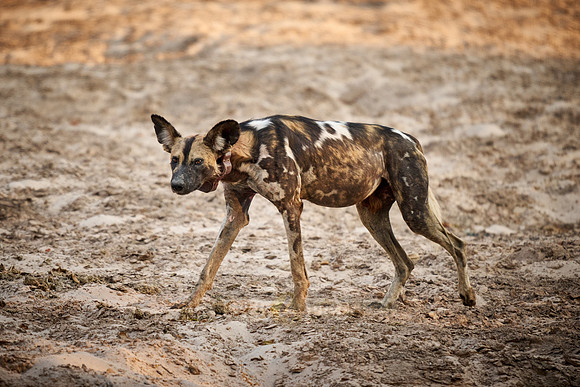African wild dog (Lycaon pictus)