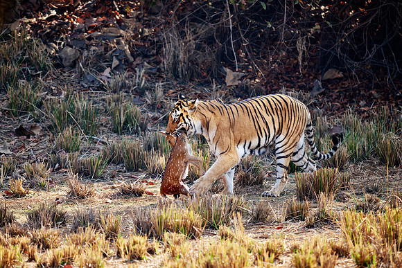 Tiger with prey in mouth