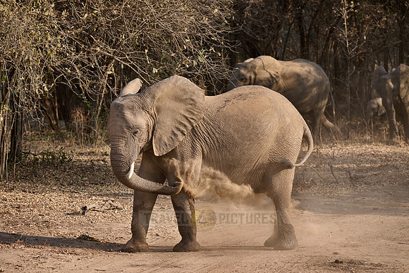 African bush elephant (Loxodonta africana) throws dust at himself