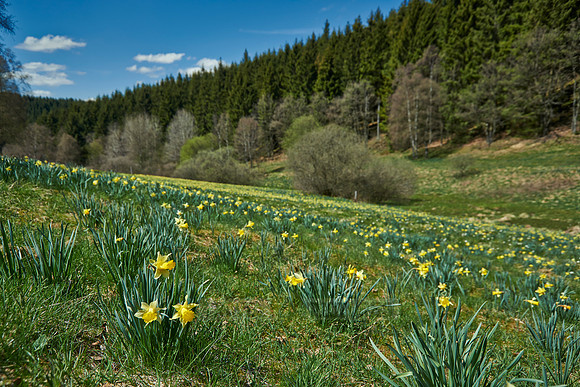 wild yellow Narcissus  or Daffodils (Narcissus pseudonarcissus)