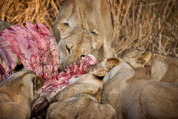pride of lioness (Panthera leo) at buffalo kill