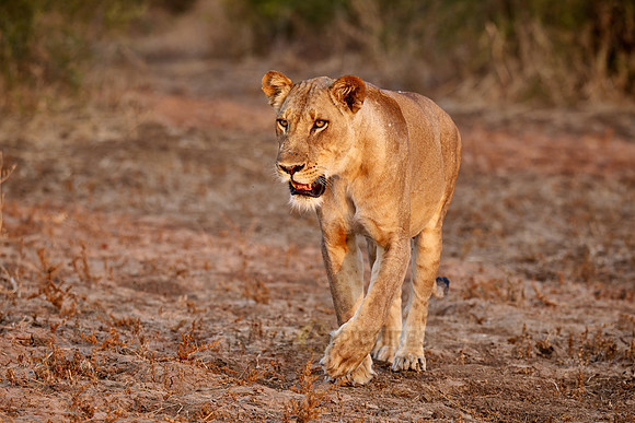 walking lioness (Panthera leo)