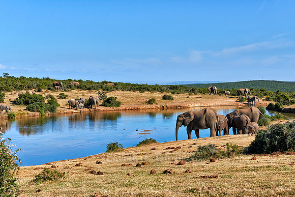 herd of African bush elephant