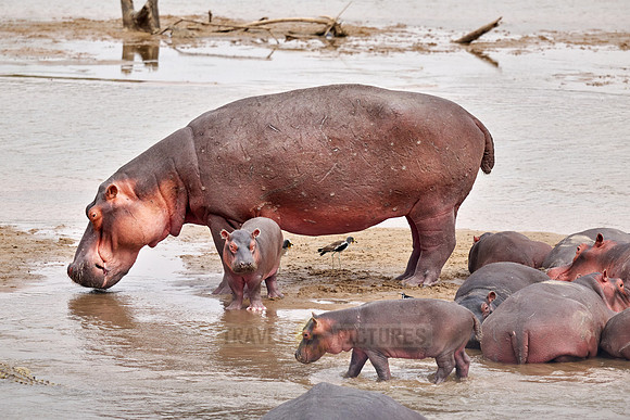 herd of hippos (Hippopotamus amphibius) with babys in Luangwa river