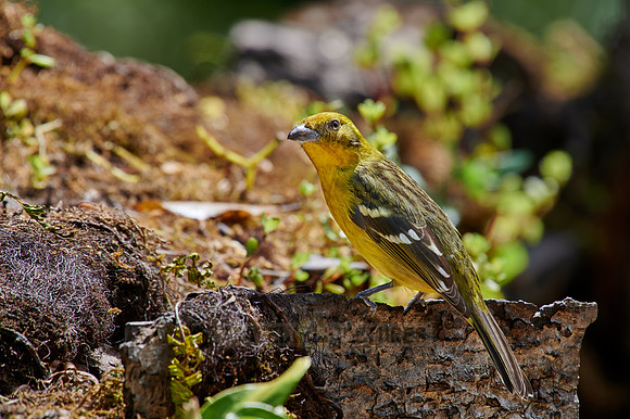 female Flame-colored Tanager (Piranga bidentata)